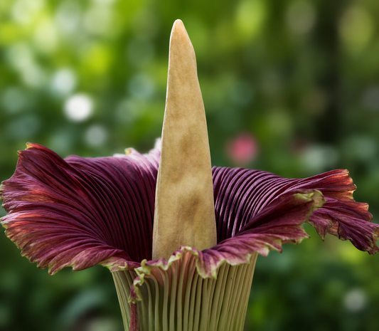 Amorphophallus titanum zeldzame grote tropische bloem met diepe paarse geplooide schutblad en hoge kolf