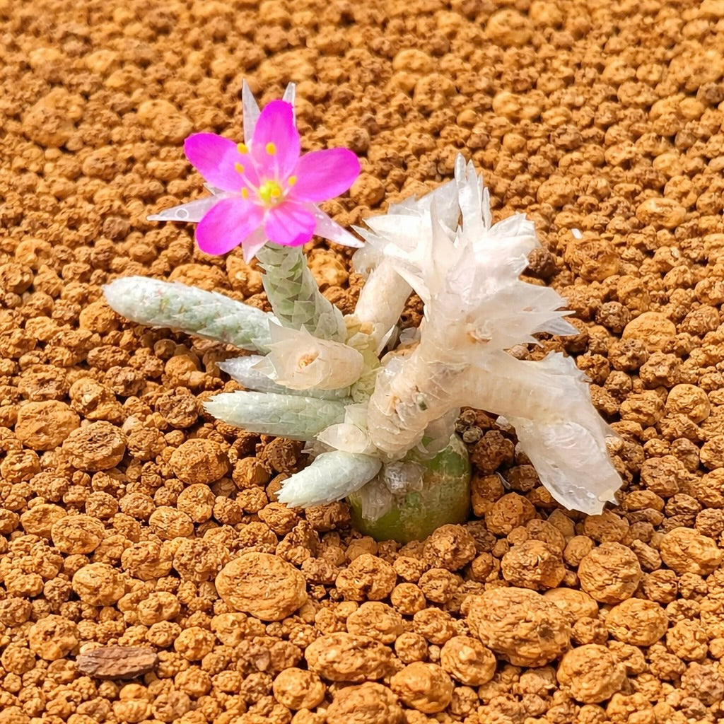 연한 녹색 잎과 밝은 분홍색 꽃이 있는 암석 토양의 아나캄세로스 딘테리 다육식물