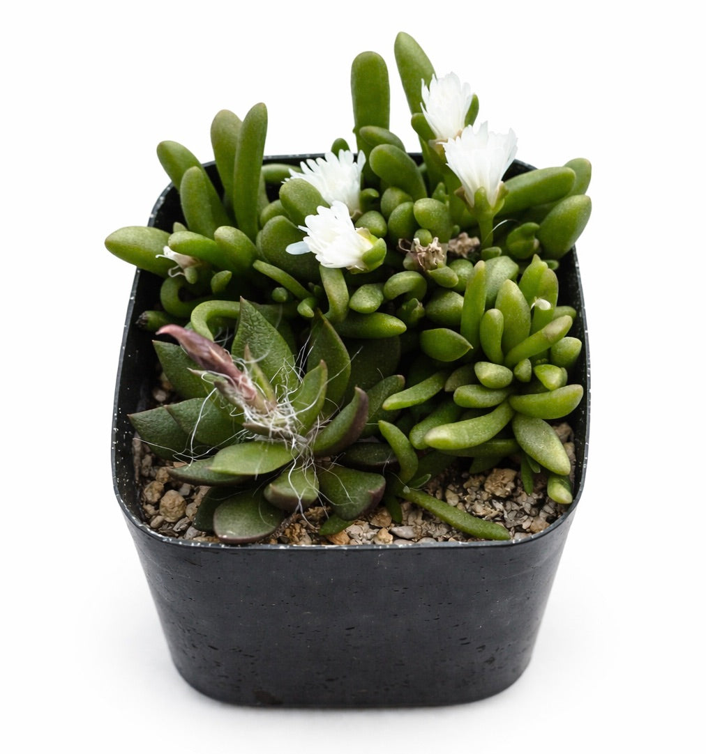 아나캄프세로스 랜슬로아타 다육식물, 두툼한 녹색 잎과 작은 흰 꽃이 검은 화분에 심어진 모습