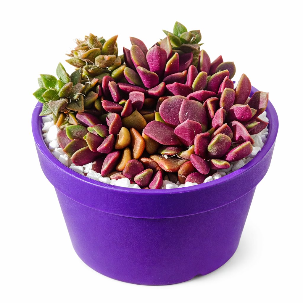 Anacampseros rufescens sukkulent med livfulle rødlig-lilla og grønne kjøttfulle blader i lilla potte