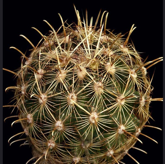 Ancistrocactus megarhizus round green cactus with dense long yellow spines and radial patterns