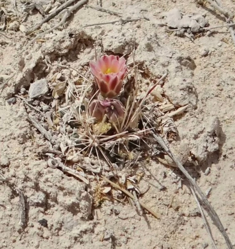 Ancistrocactus pinkavanus small desert cactus with pink flower and long spines