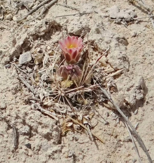 Ancistrocactus pinkavanus small desert cactus with pink flower and long spines