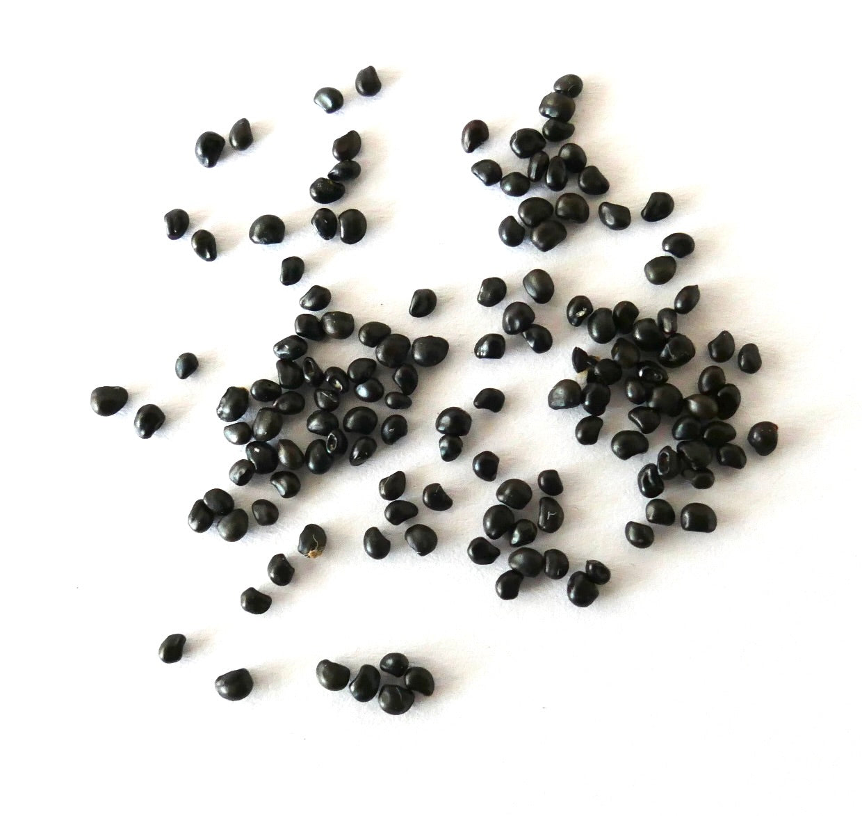 Sementes de Ancistrocactus pinkavanus