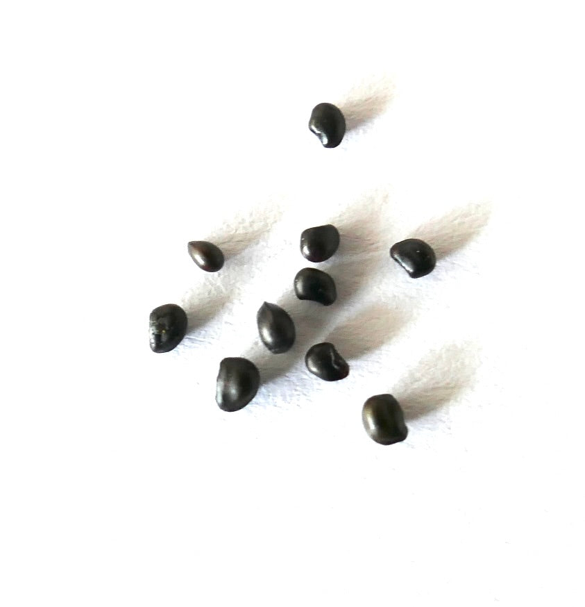 Sementes de Ancistrocactus pinkavanus