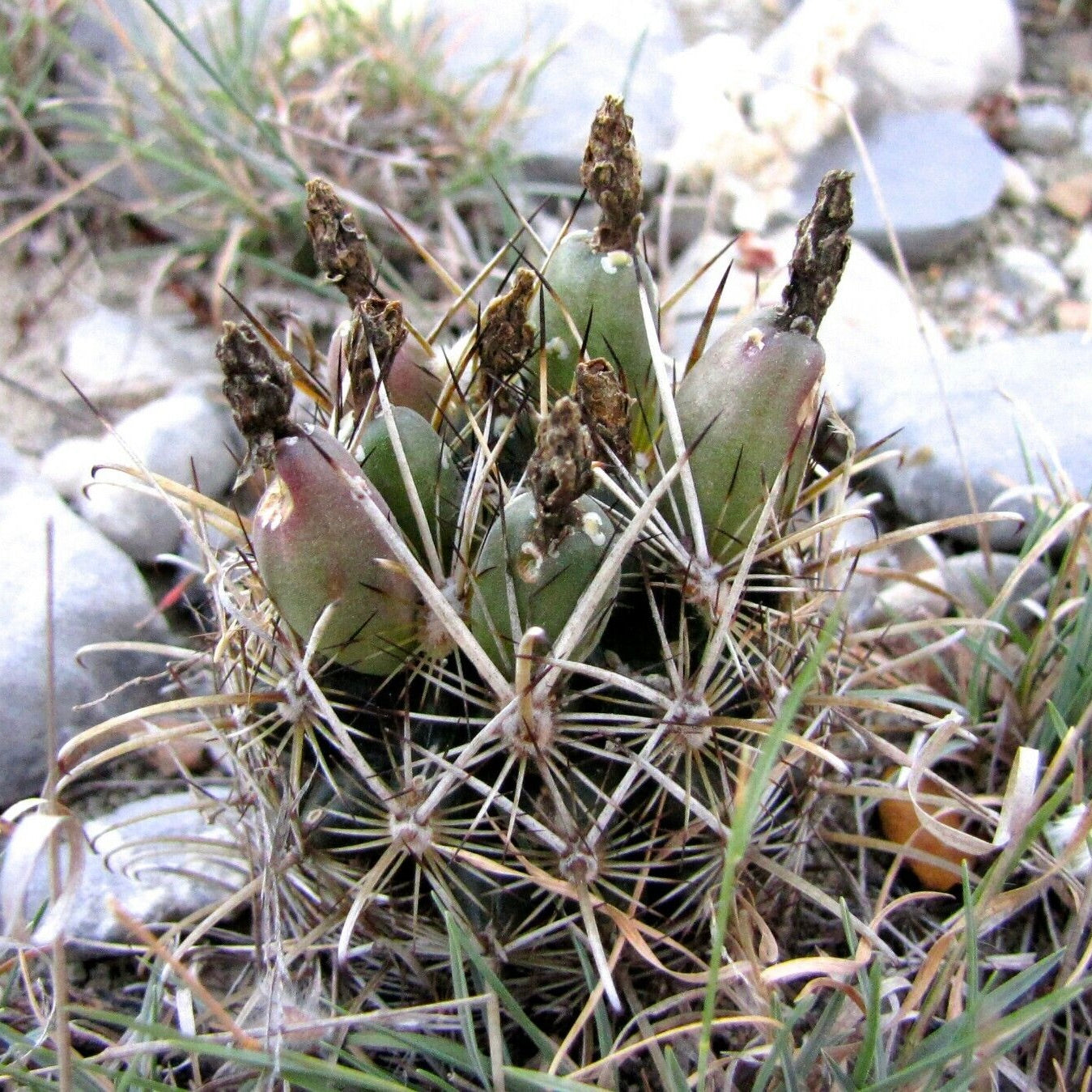 Ancistrocactus scheerii SEEDS