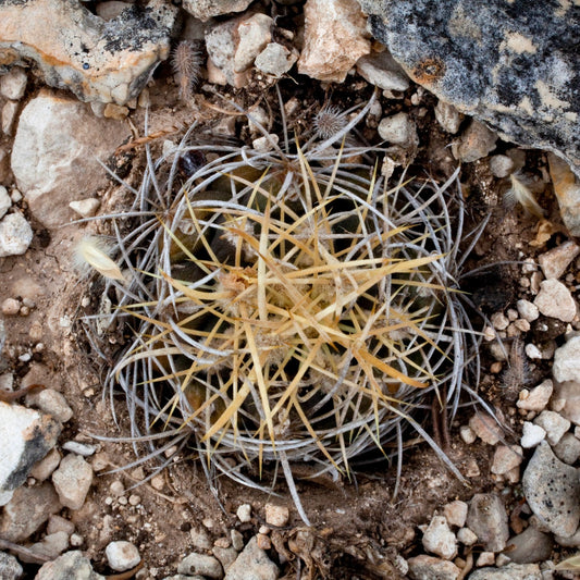 Ancistrocactus tobuschii SEEDS