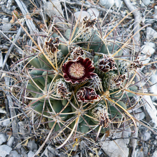 Ancistrocactus uncinatus SEEDS