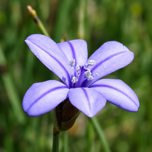 Aphyllanthes monspeliensis ZADEN