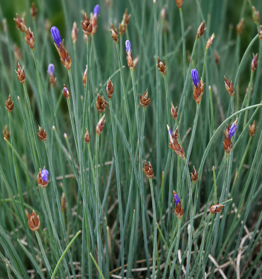 Aphyllanthes monspeliensis ZADEN