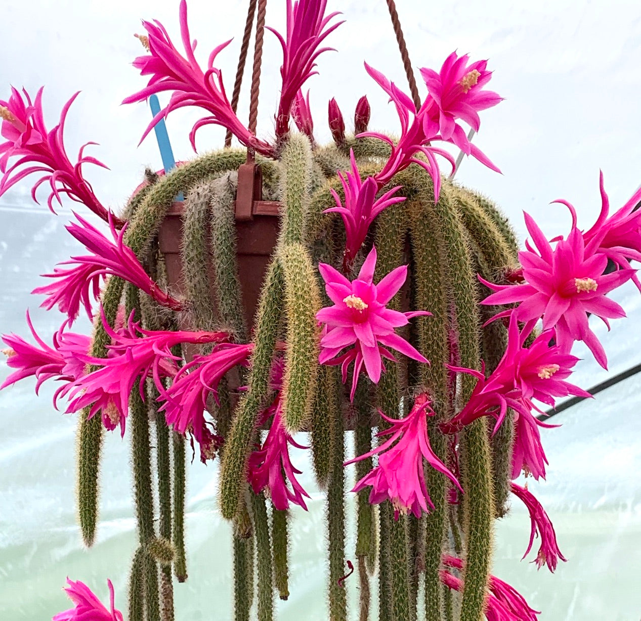 Aporocactus flagelliformis CLUSTER 15-45cm