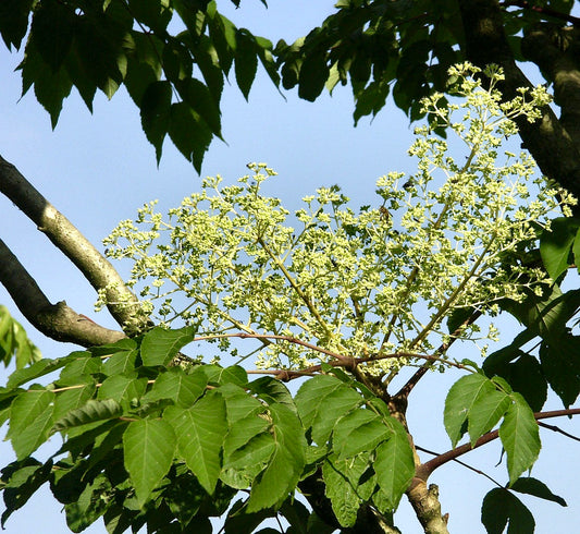 Aralia elata with large green compound leaves and delicate cream-colored flower clusters