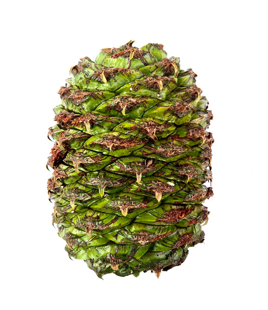 Cono di Araucaria bidwillii