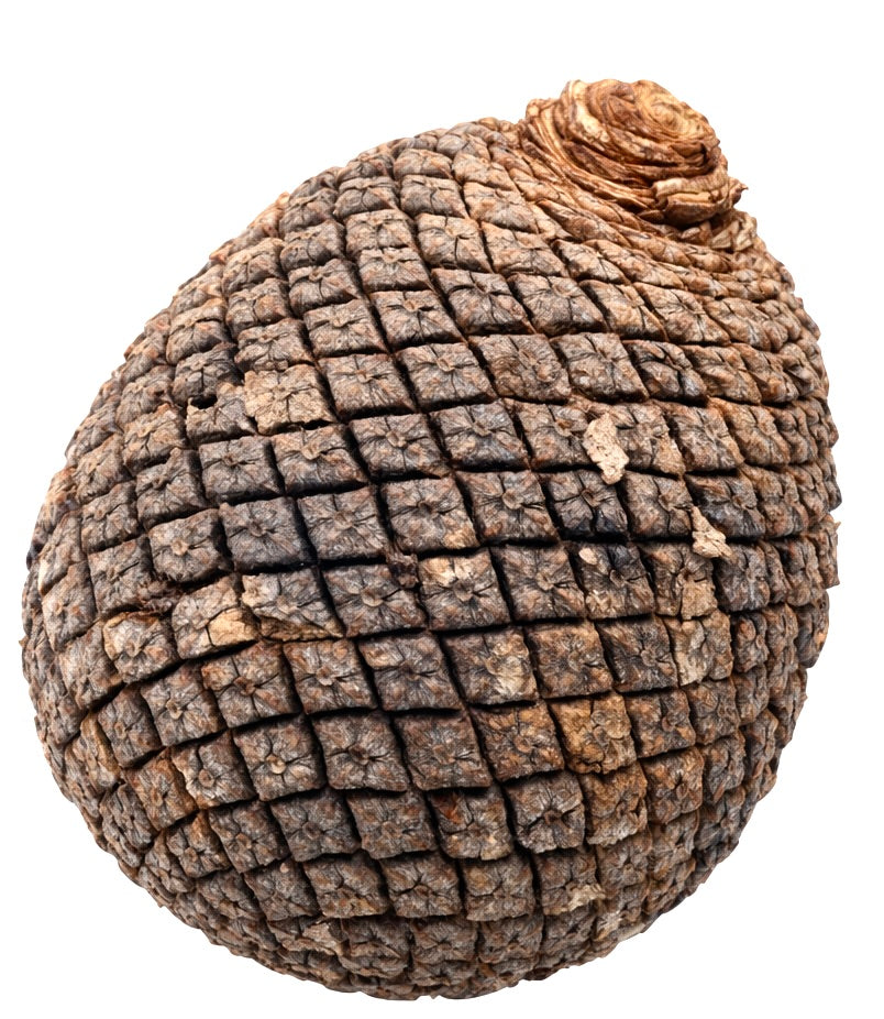 Araucaria angustifolia