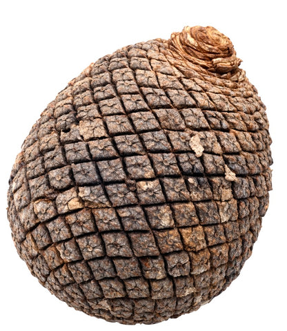 Araucaria angustifolia