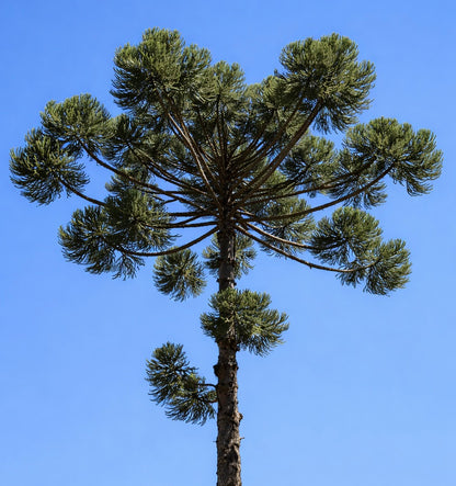 Araucaria angustifolia