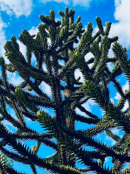 Araucaria araucana tall evergreen tree with spiky dark green leaves against blue sky