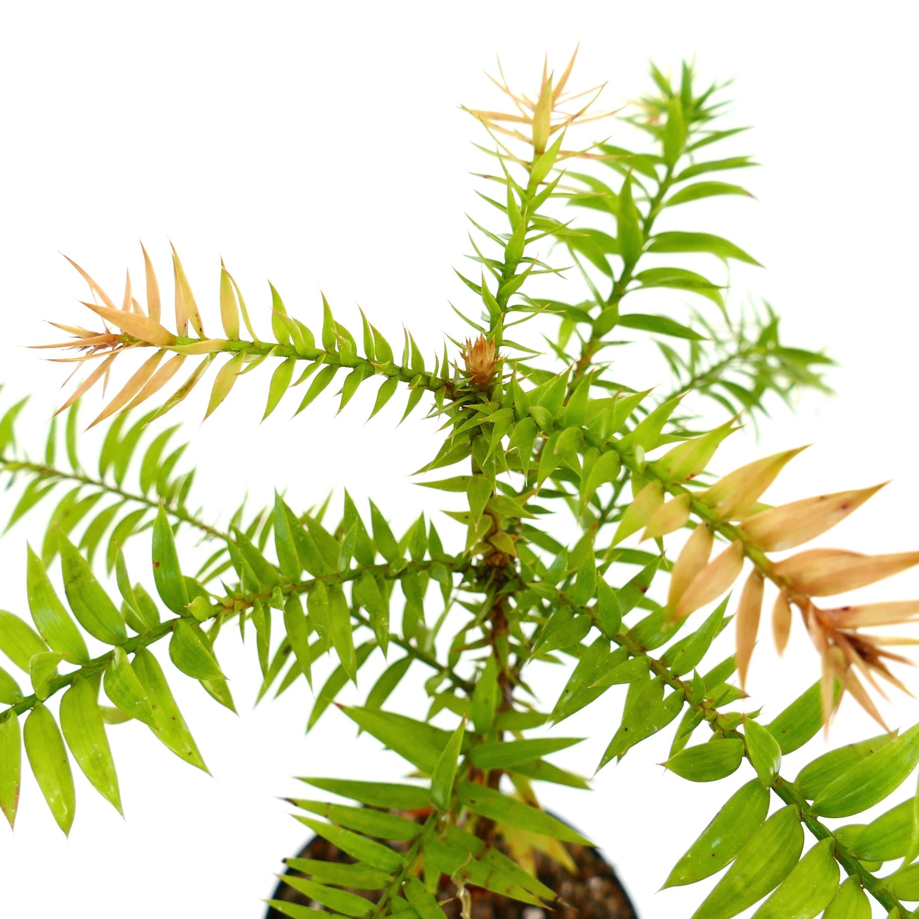 Araucaria bidwilii raro conífera con hojas verdes y marrones afiladas en forma de aguja