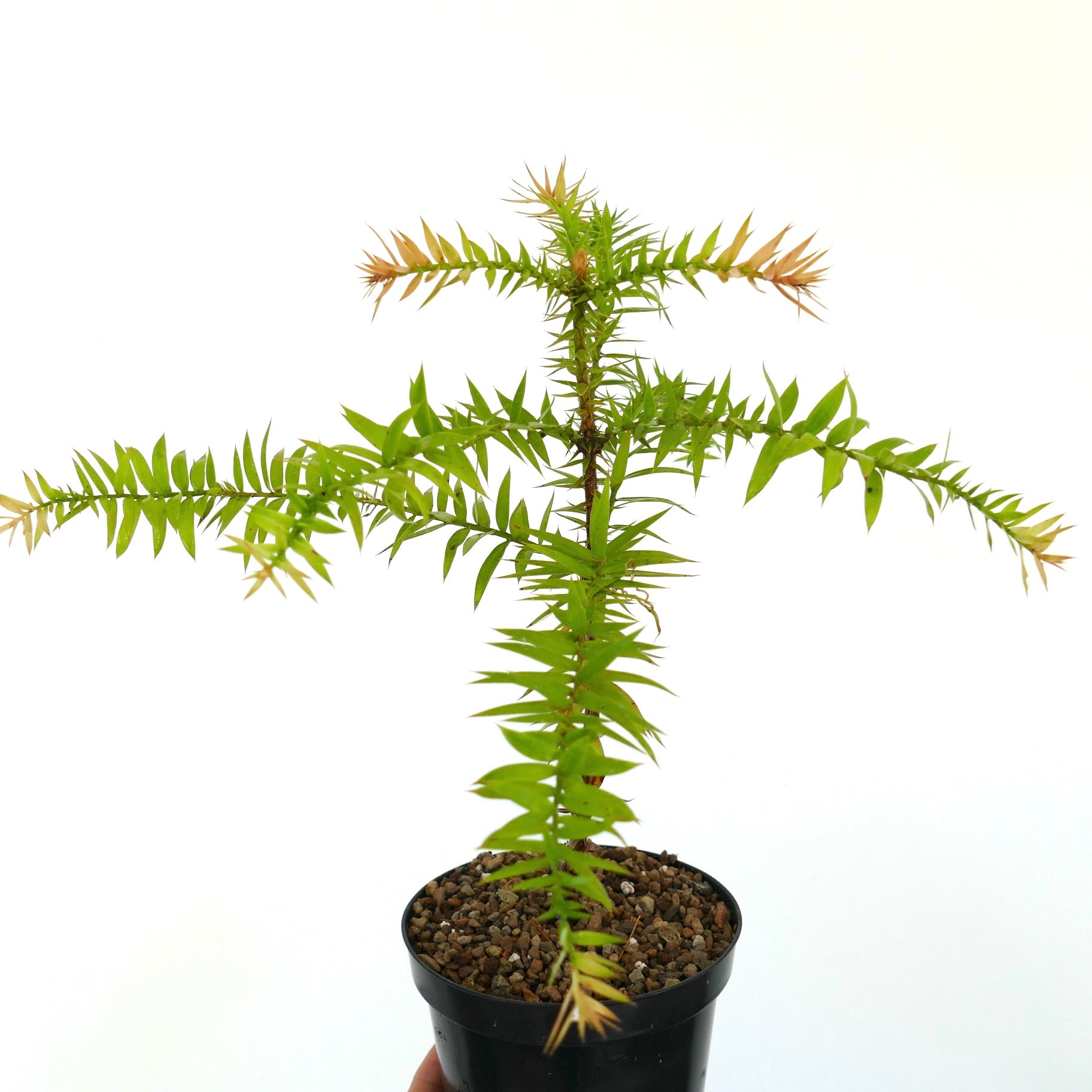 Araucaria bidwilii raro conífera pequeña en maceta con hojas delgadas verdes con puntas marrones