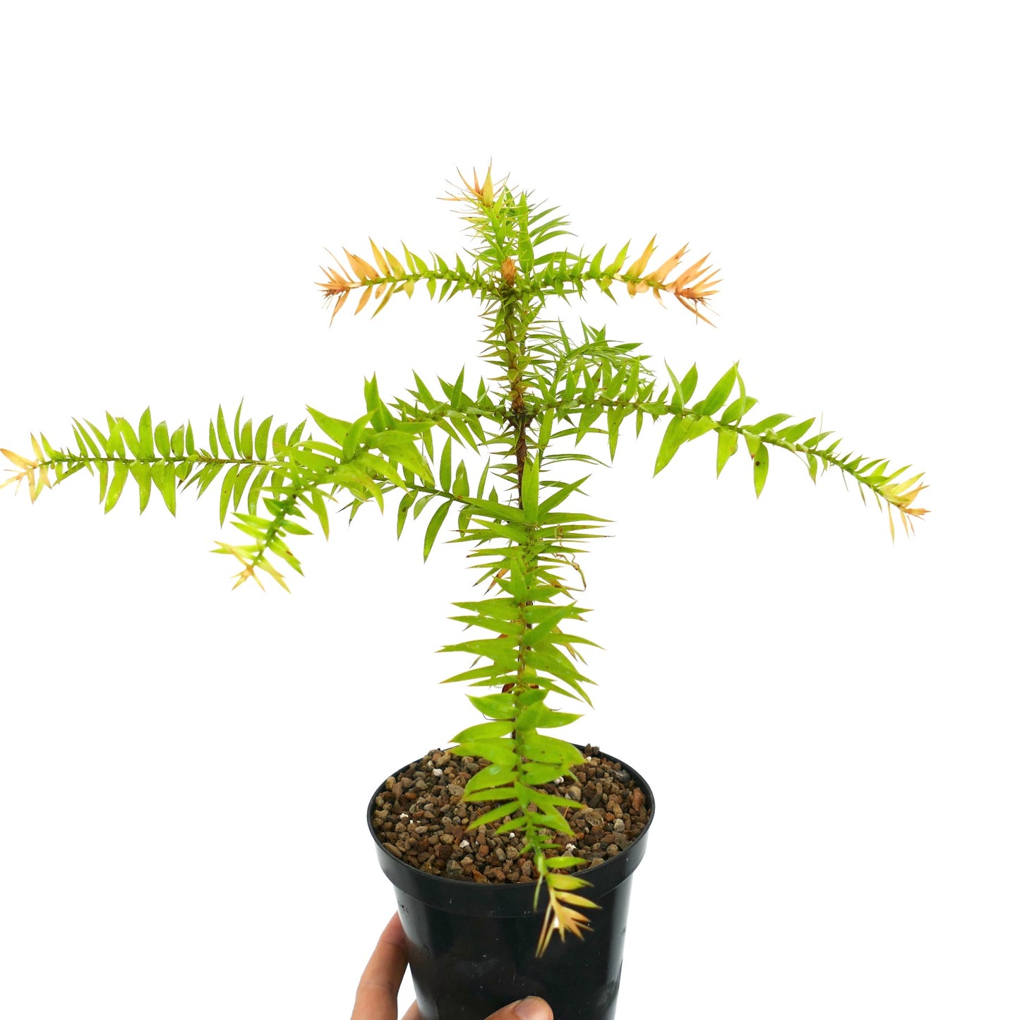 Araucaria bidwilii joven conífera rara con hojas punzantes en forma de aguja verdes y amarillas en maceta