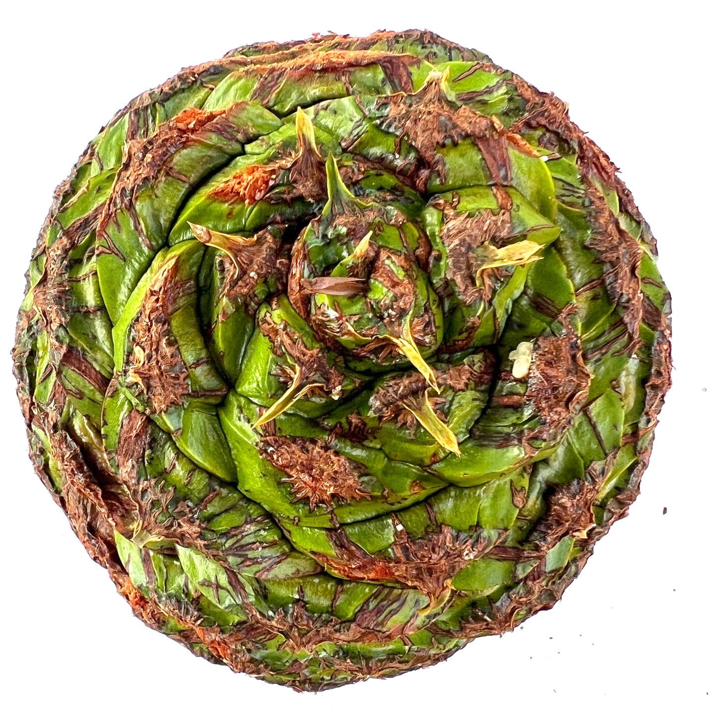 Vista dall'alto del cono di Araucaria bidwillii