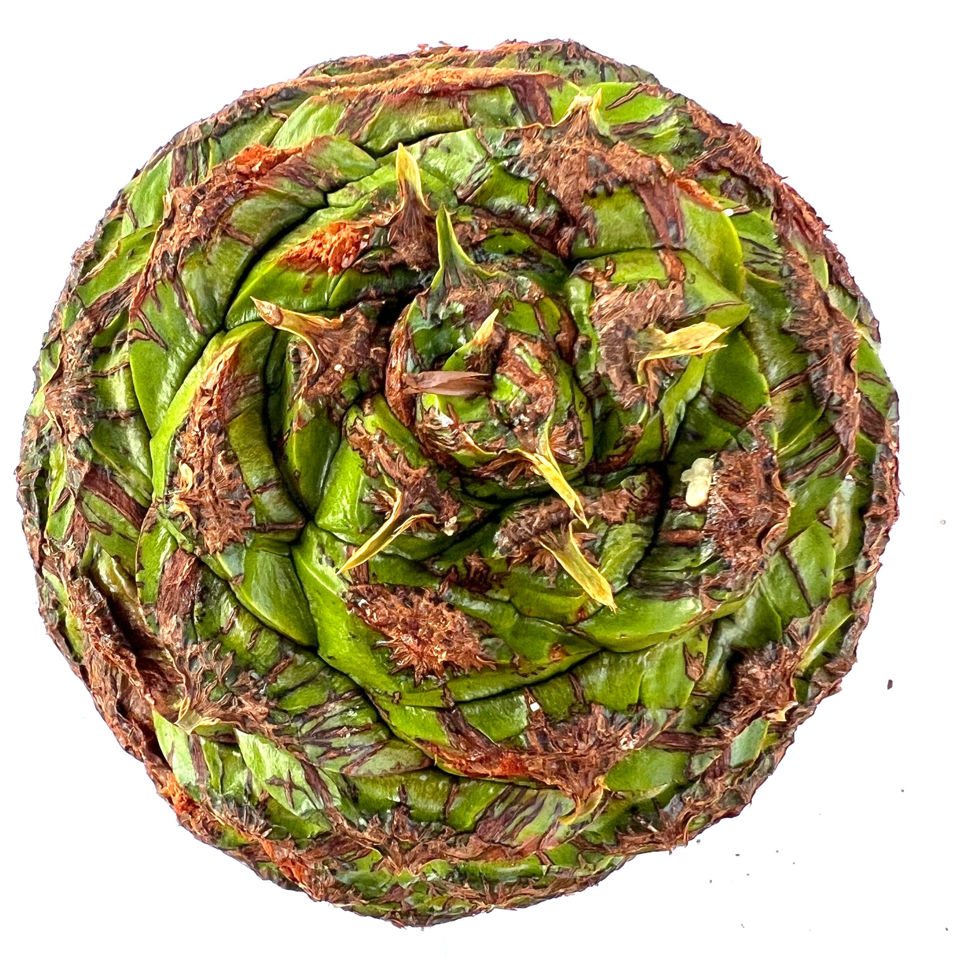 Vista dall'alto del cono di Araucaria bidwillii