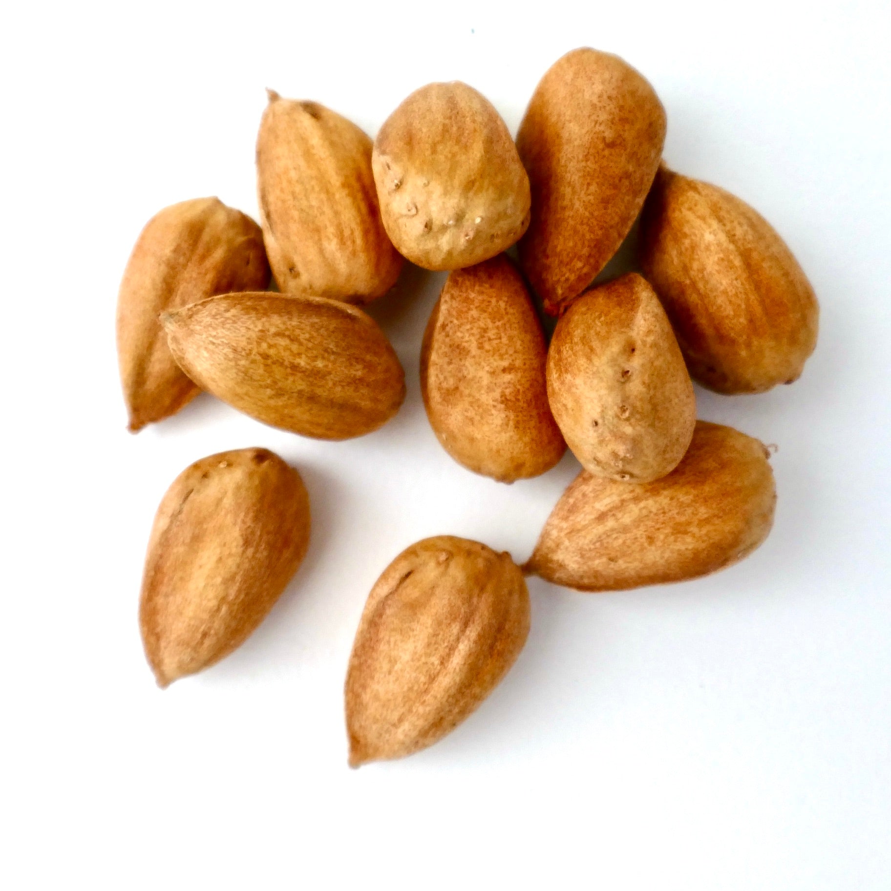 Semi di Araucaria bidwillii