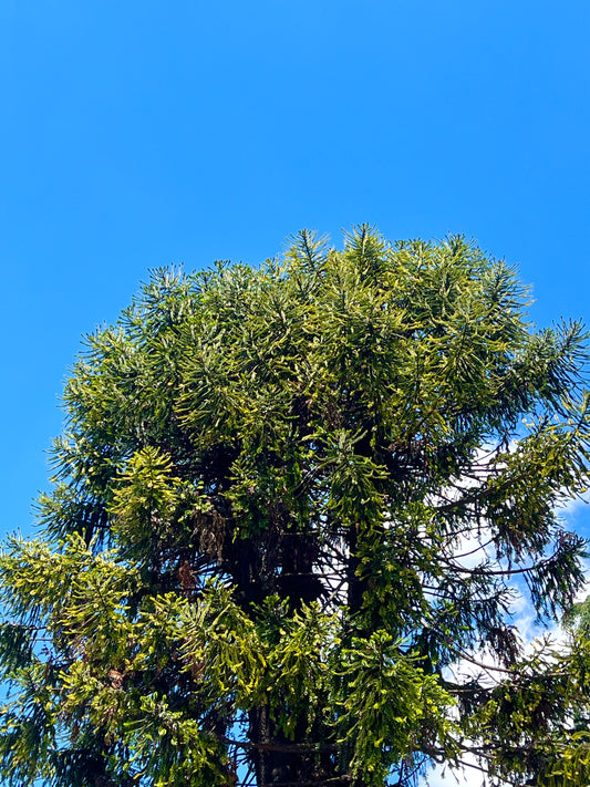 Albero di Araucaria bidwillii