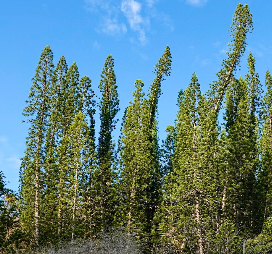 Araucaria columnaris árvores coníferas altas e esguias com folhagem verde densa contra o céu azul
