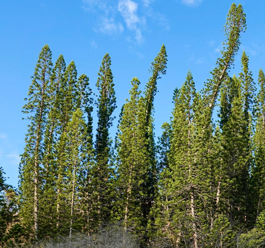 Araucaria columnaris tall slender coniferous trees with dense green foliage against blue sky