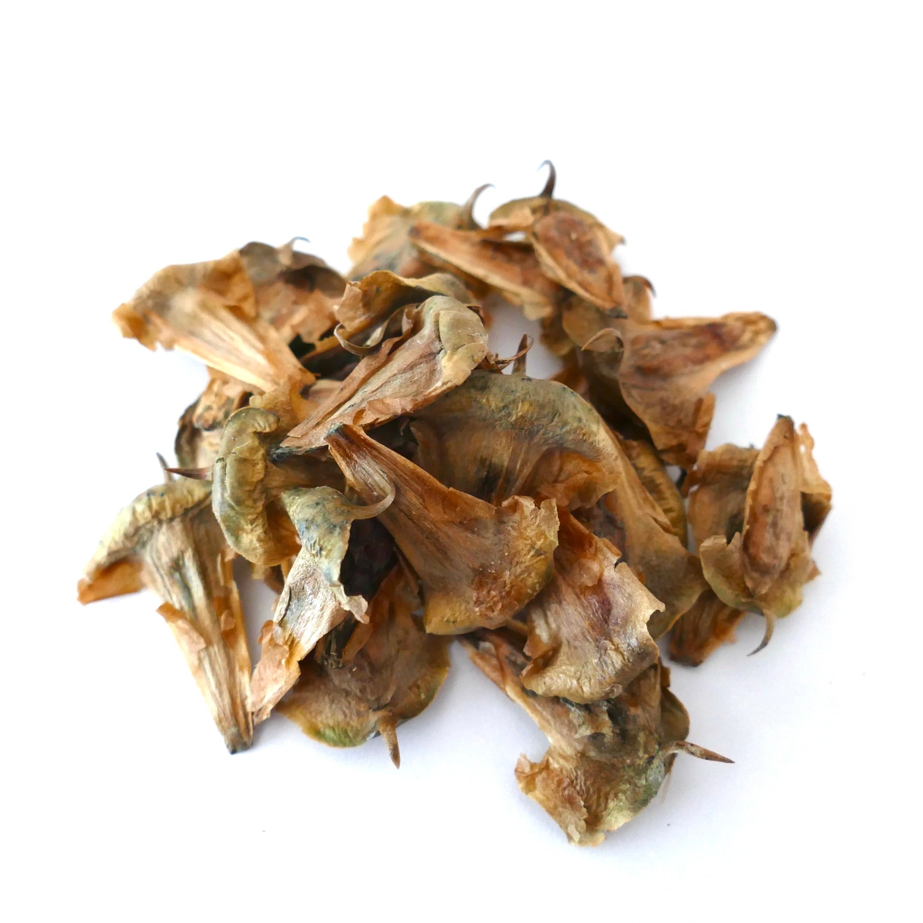 Sementes secas castanhas de Araucaria columnaris com pontas afiadas para plantação ou propagação