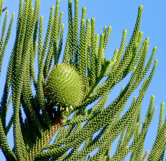 Araucaria columnaris coniferous tree with dense green needle-like leaves and cone against blue sky