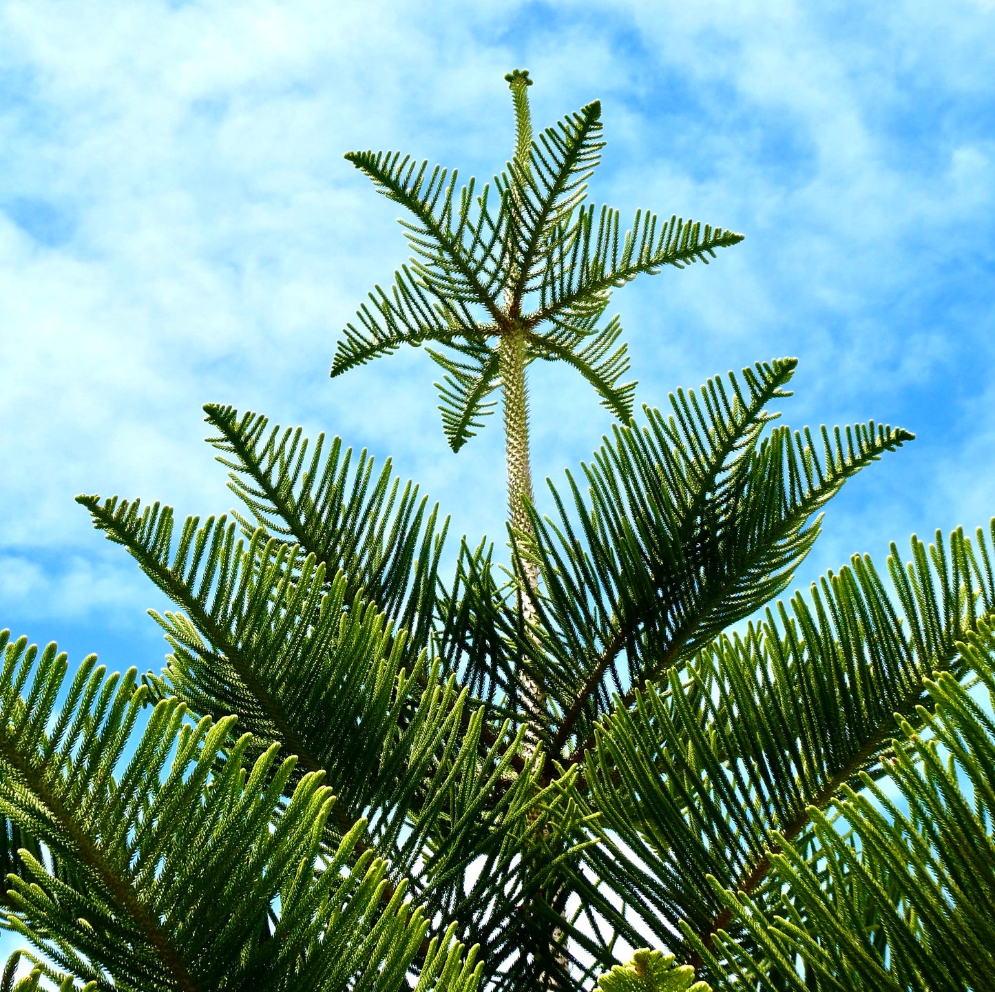 Araucaria heterophylla 50-80cm