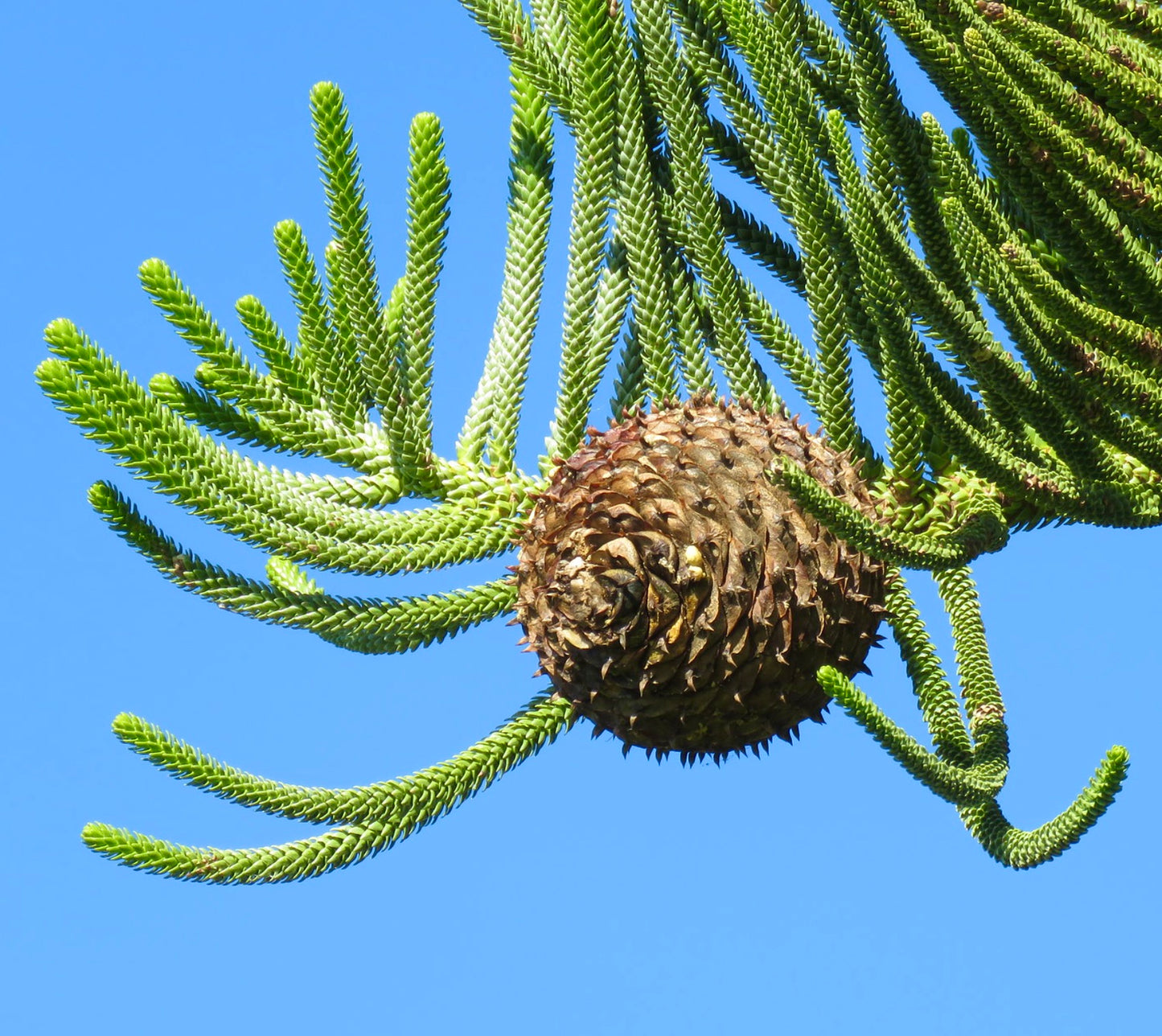 Araucaria heterophylla 50-80cm