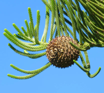 Araucaria heterophylla 50-80cm