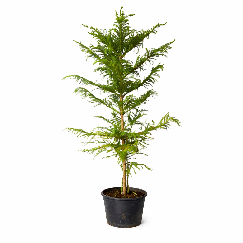 Araucaria heterophylla