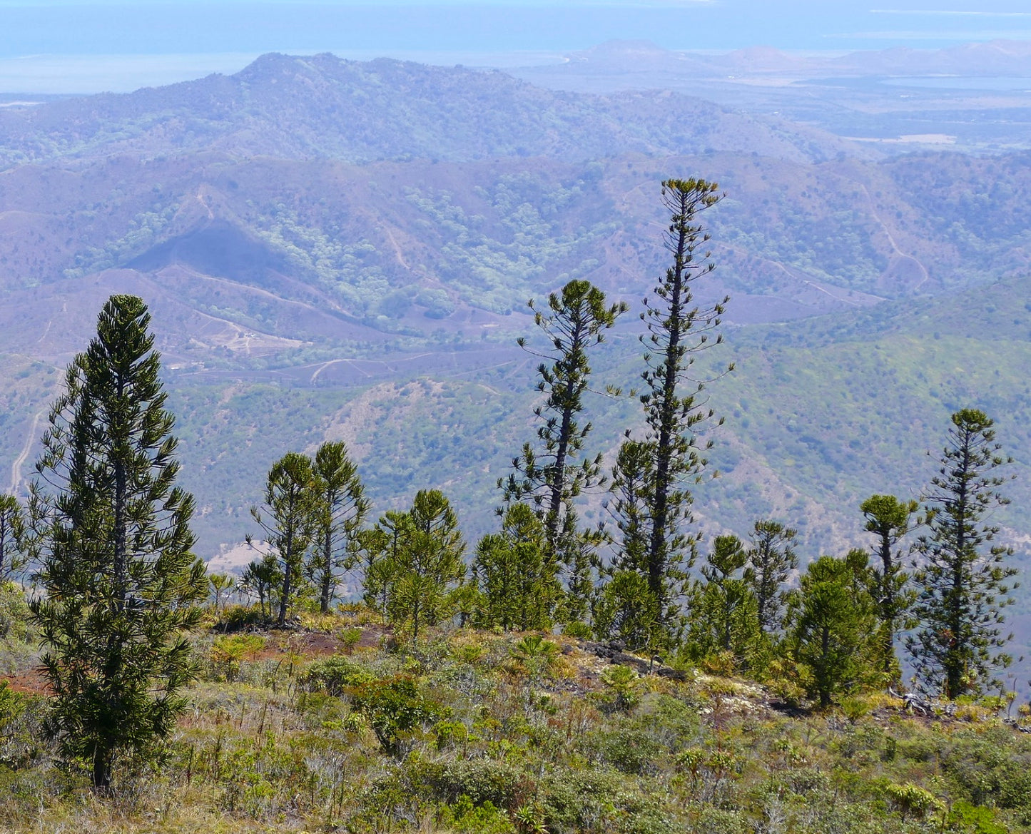 Araucaria laubenfelsii, altas árvores coníferas com folhagem verde densa em paisagem montanhosa