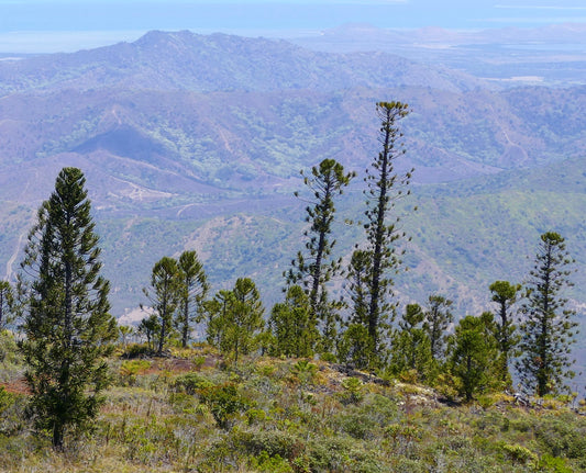 Araucaria laubenfelsii alti alberi coniferi con folta vegetazione verde in paesaggio montano