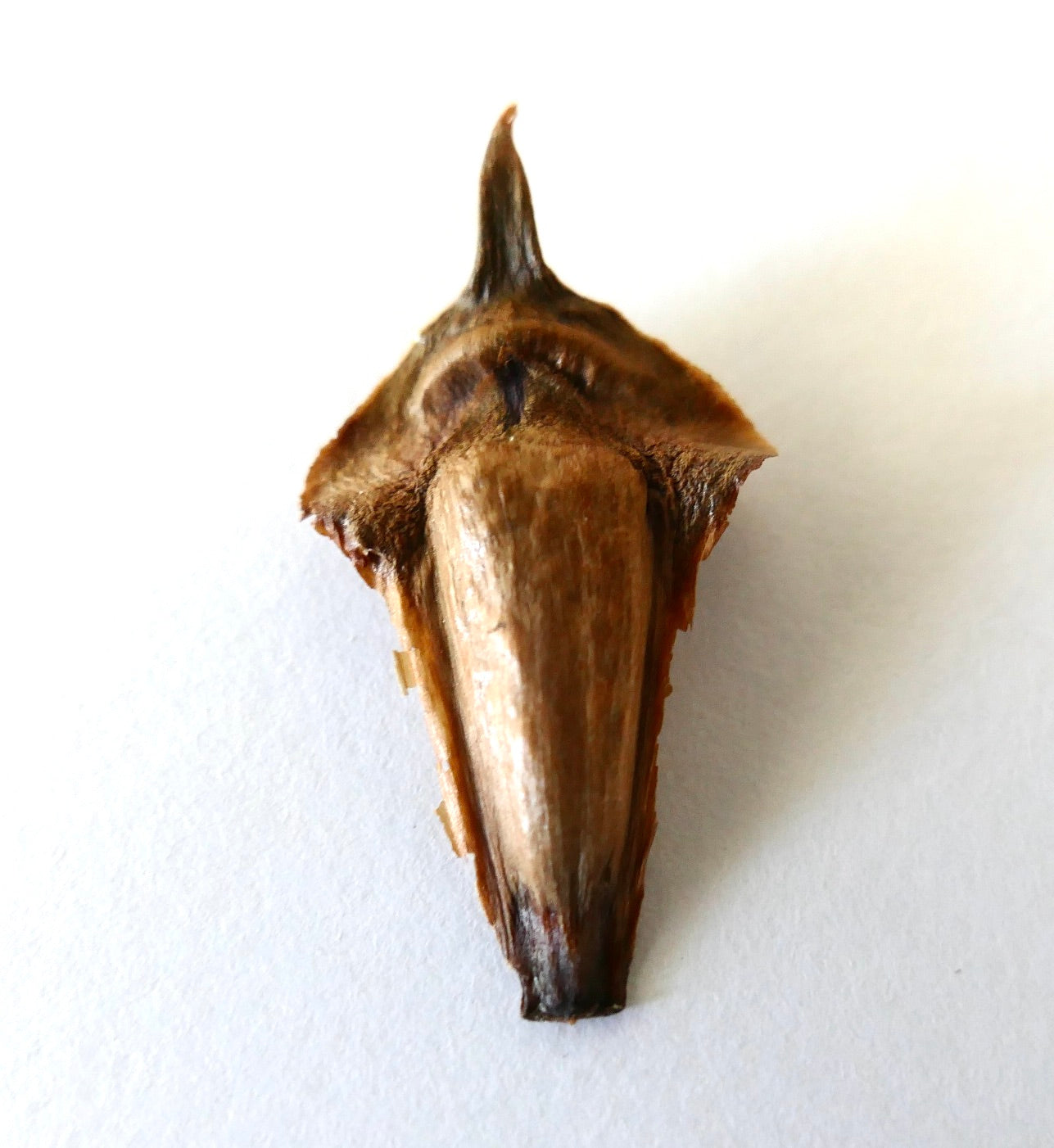 Semente de Araucaria laubenfelsii com ponta afiada e casca exterior castanha texturizada em detalhe aproximado