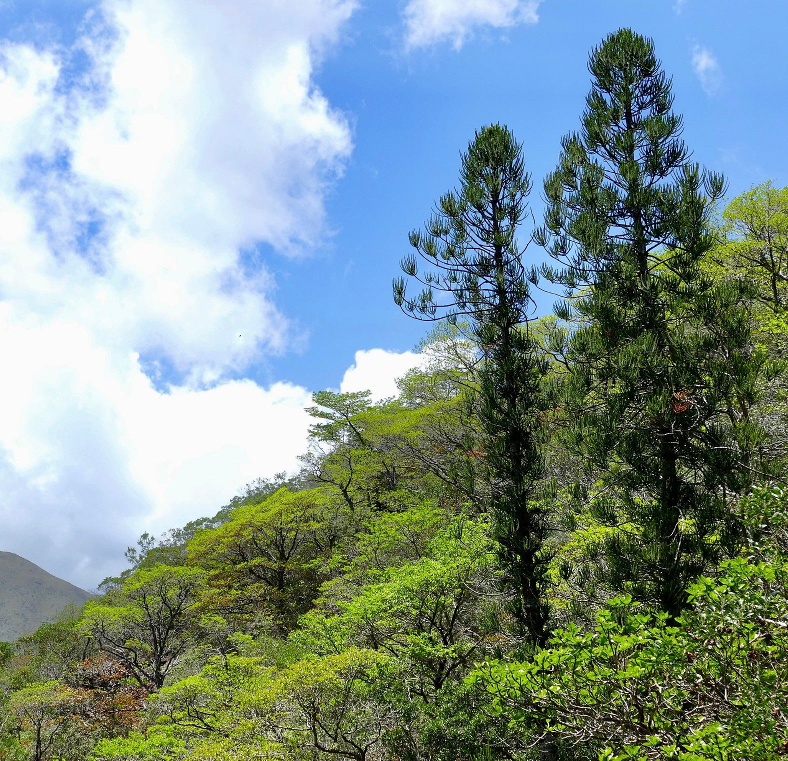 Araucaria luxurians hoge, altijdgroene conifeer met dicht naaldachtig loof in natuurlijke bossen