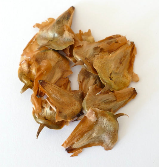 Semi secchi marroni di Araucaria luxurians con strati esterni cartacei su sfondo bianco