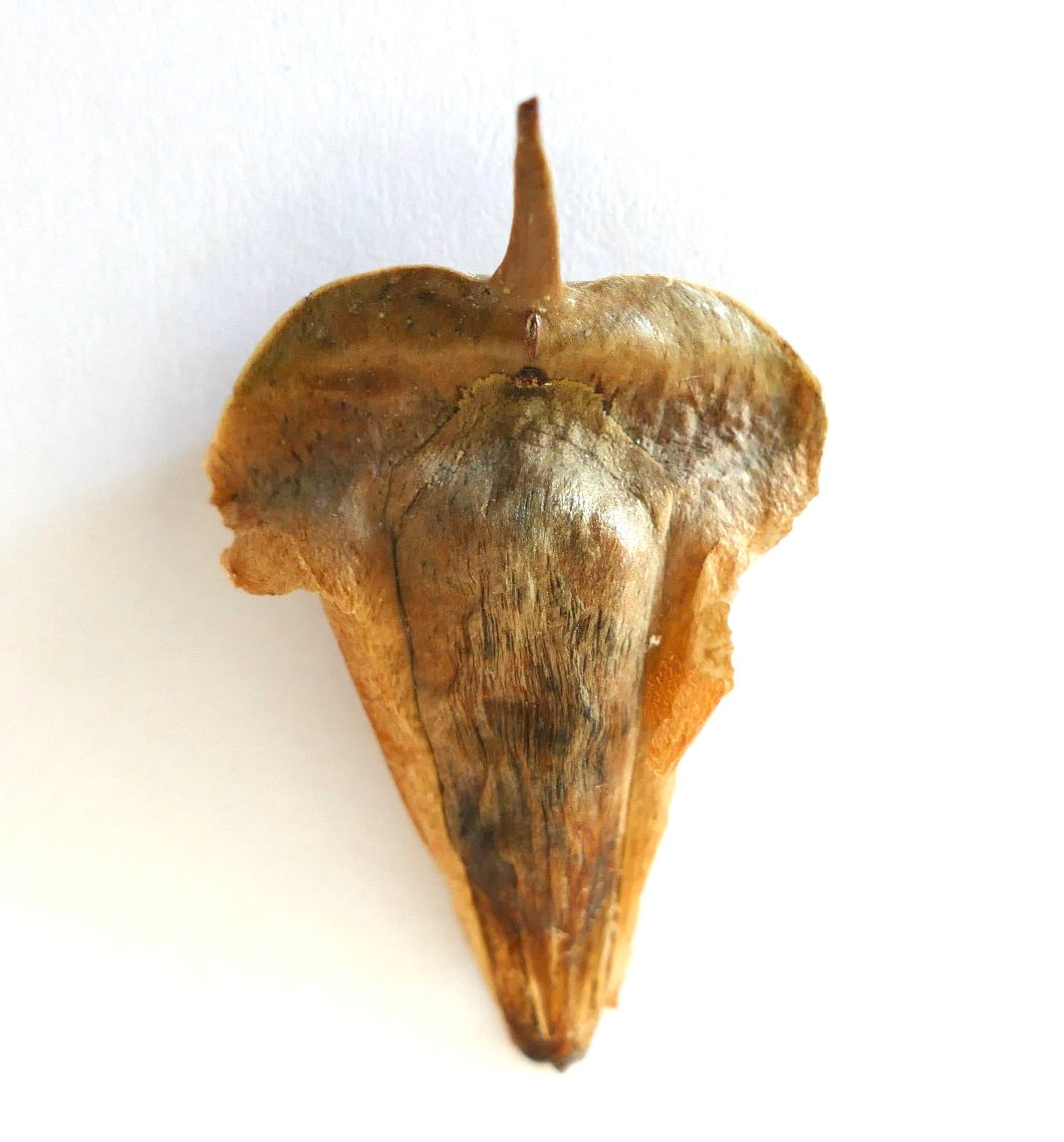 Araucaria luxurians droge bruine zaad met een gestructureerd oppervlak en een puntige top