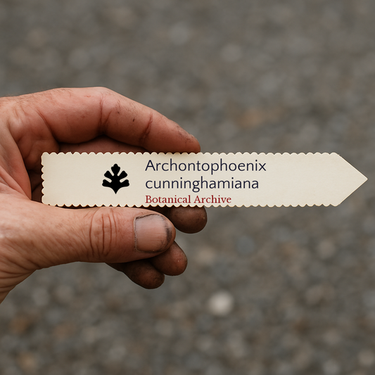 Étiquette végétale imprimée pour Archontophoenix cunninghamiana tenue à la main avec un fond de terre