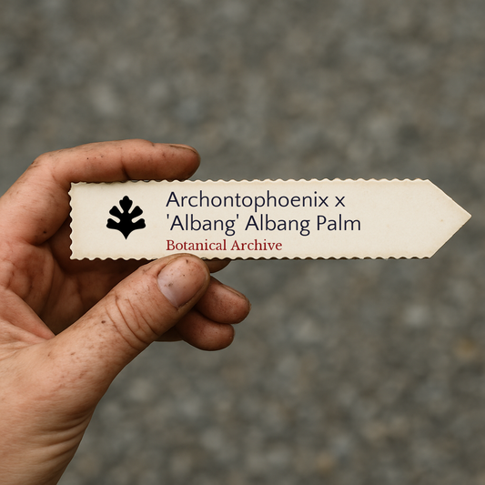 Étiquette de plante imprimée pour Archontophoenix x 'Albang' Palmier Albang tenue à la main