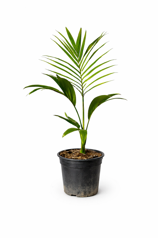 黒い育成用ポットに入った細長い緑の葉を持つアーコントフェニックス・タッケリーの若いヤシの木