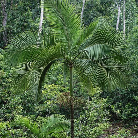 トロピカルフォレストの環境にある、アーコントフェニックス・タッケリーの高くそびえるアーチ状の緑の葉を持つヤシの木