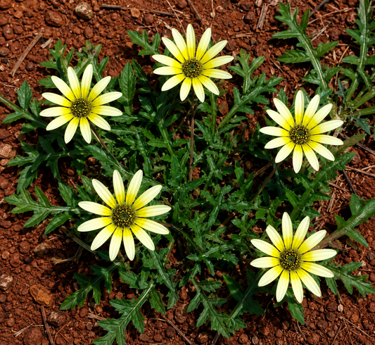 Arctotheca calendula gele bloemen die lijken op madeliefjes met groene gelobde bladeren op rode grond
