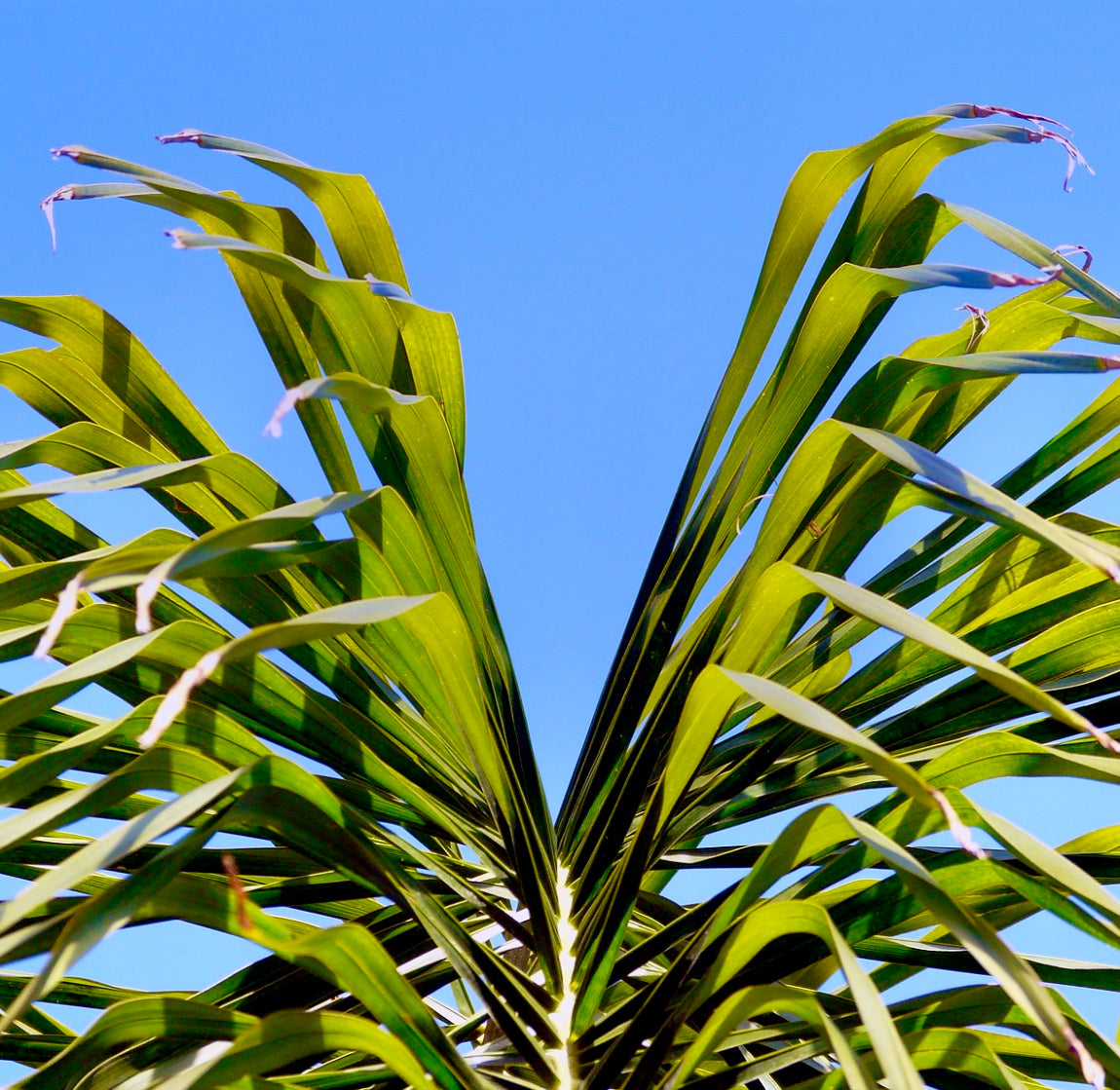 Arecastrum romanzoffianum tropical palm with long arching green fronds against blue sky