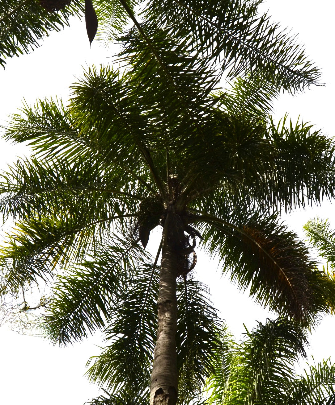 Arecastrum romanzoffianum tall palm tree with feathery green fronds and slender trunk