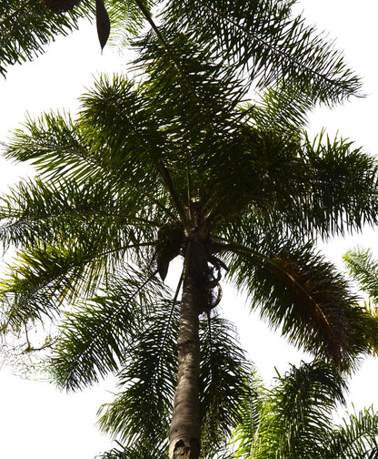 Arecastrum romanzoffianum tall palm tree with feathery green fronds and slender trunk